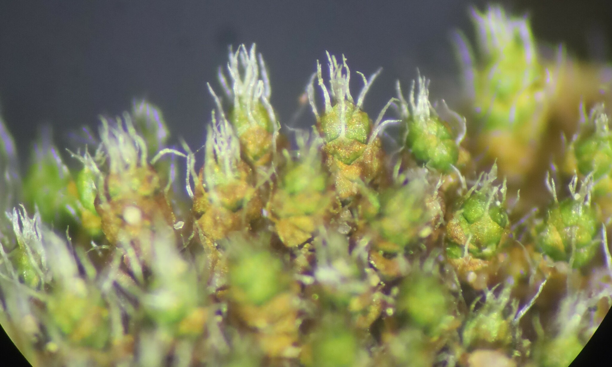 Jaffueliobryum wrightii