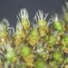 Jaffueliobryum wrightii - Photo (c) Chris Wagner-Coshland, some rights reserved (CC BY-NC), uploaded by Chris Wagner-Coshland