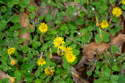 Image of Ixeris stolonifera by (c) WATANABE Hitoshi 渡辺仁, some rights reserved (CC BY)
