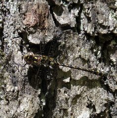 Gomphaeschna furcillata