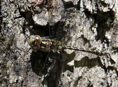 Gomphaeschna furcillata
