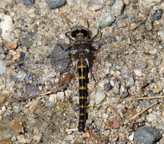 Williamsonia lintneri