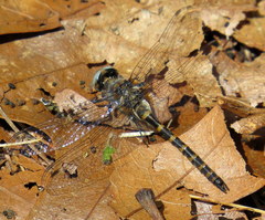 Williamsonia lintneri