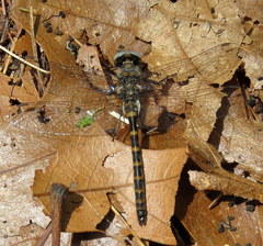 Williamsonia lintneri