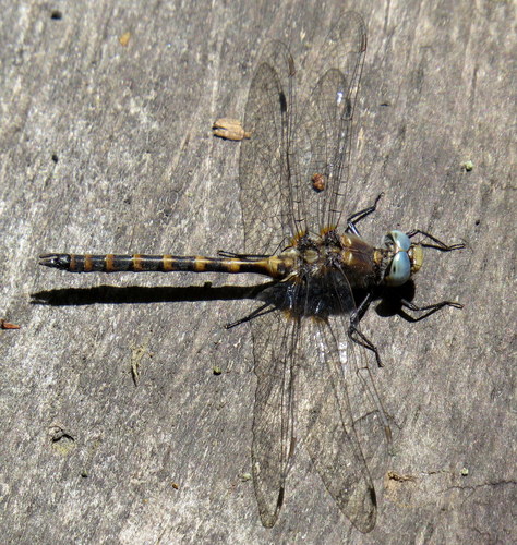 Ringed Boghaunter photo 2
