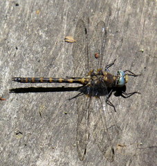 Williamsonia lintneri