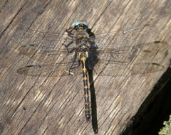 Williamsonia lintneri