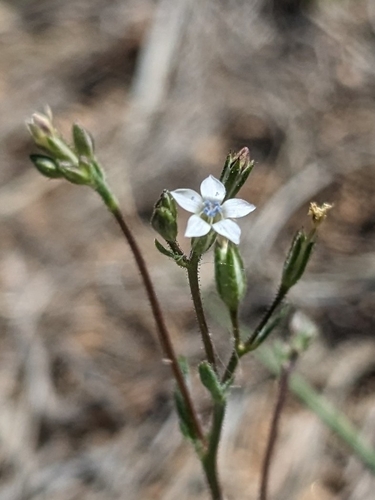 Image of Gilia mexicana by (c) Alina Martin, some rights reserved (CC BY)