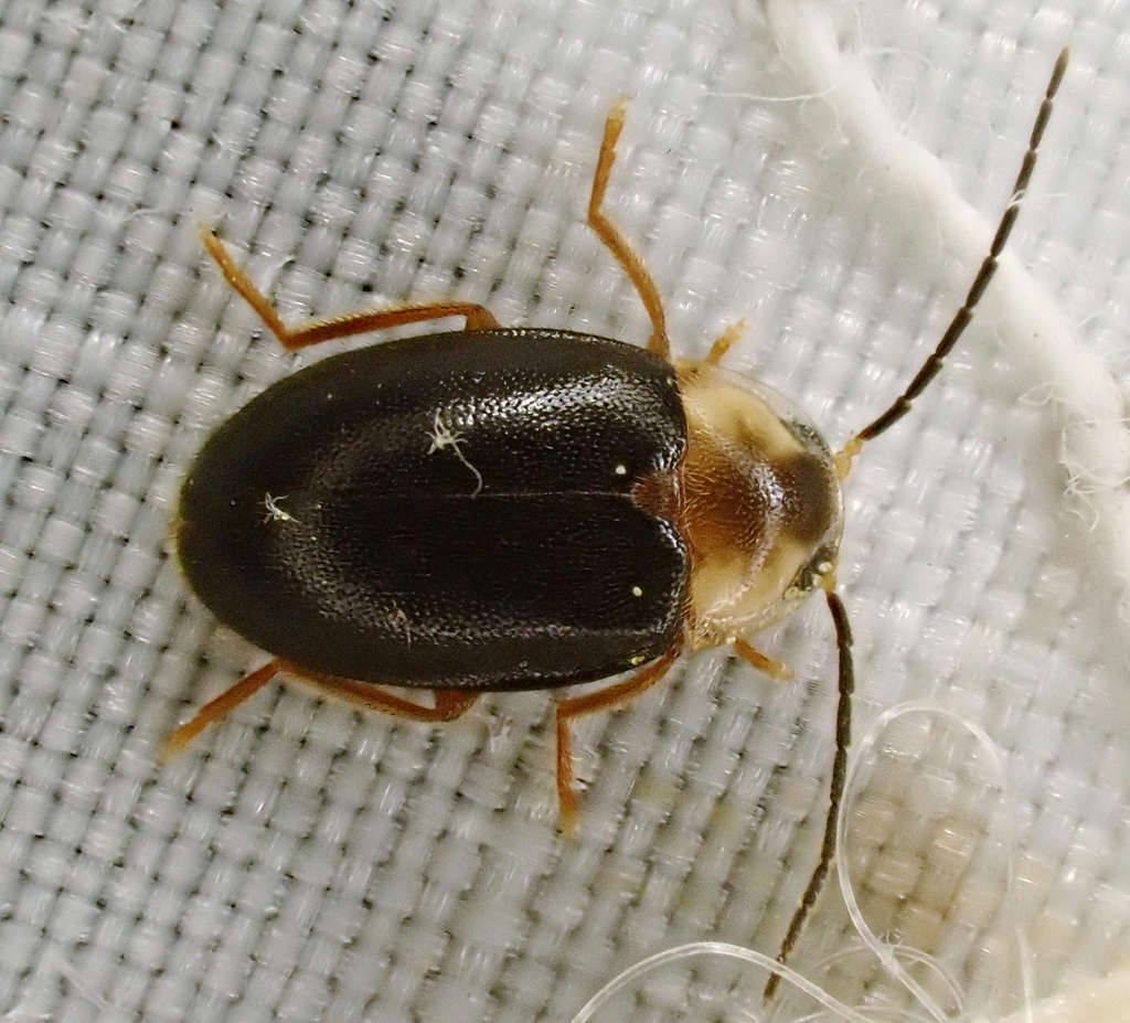 Sacodes thoracica