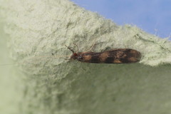 Mystacides longicornis