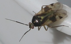 Orthops