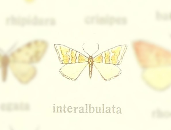 Notiosterrha interalbulata