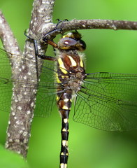 Cordulegaster maculata