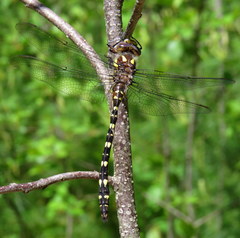Cordulegaster maculata