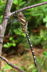 Cordulegaster maculata