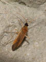 Phylus melanocephalus