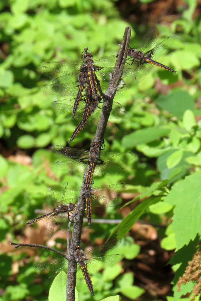 Mantled Baskettail