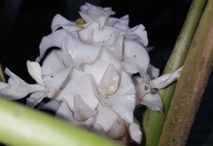Goeppertia burle-marxii