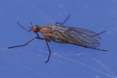 Empis scutellata