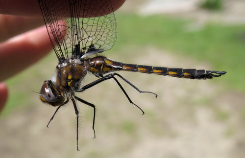 Spiny Baskettail photo 6