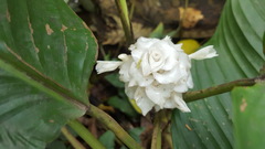 Goeppertia burle-marxii