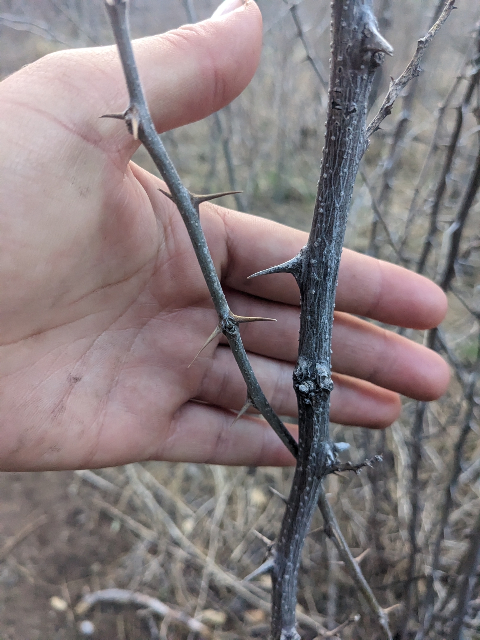 Robinia neomexicana A.Gray