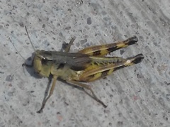 Boopedon flaviventris