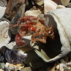 Lophopagurus thompsoni