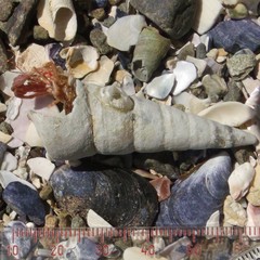 Lophopagurus thompsoni