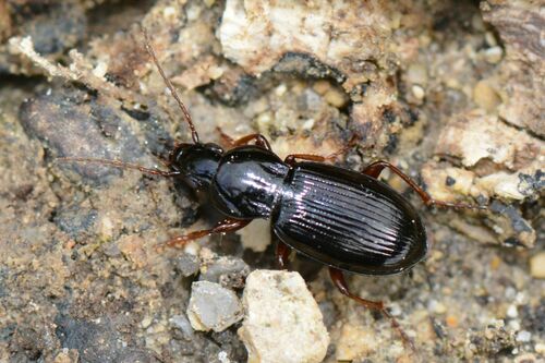 Pterostichus ovoideus