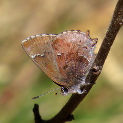 Callophrys irus