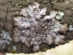 Punctelia stictica