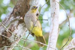 Pale-Eyed Bulbul photo 3
