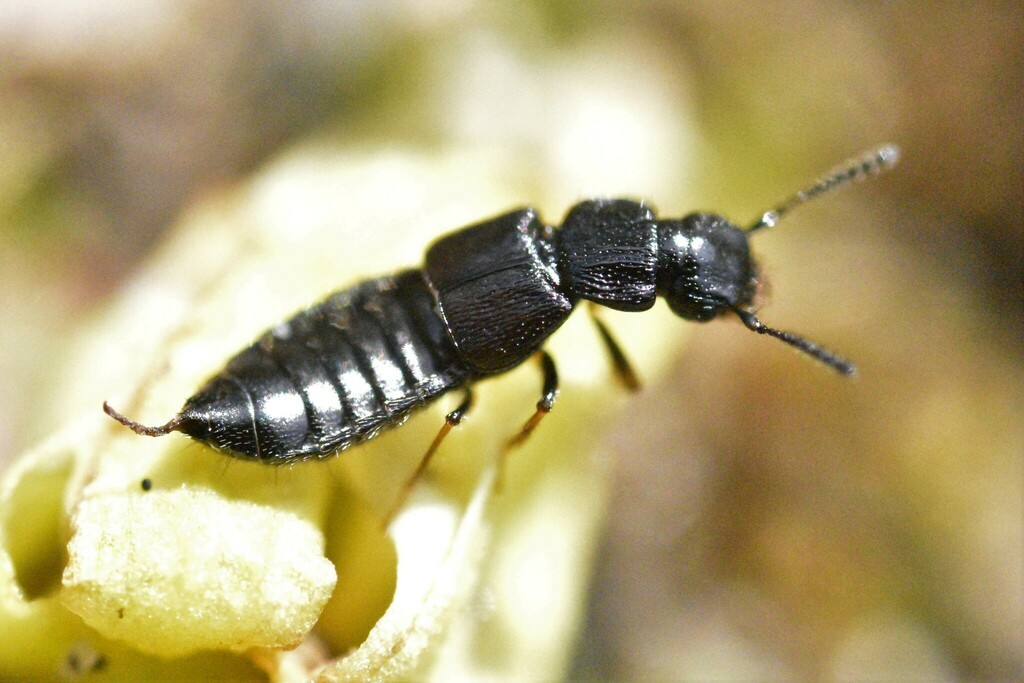 Spiny-legged Rove Beetles