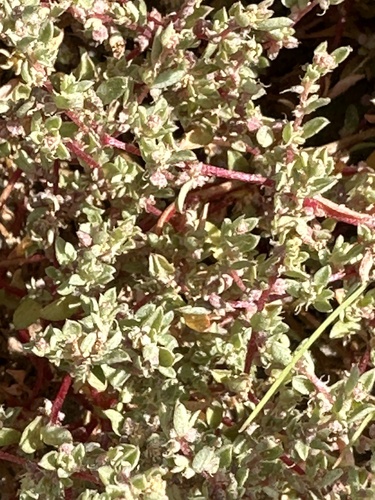 Davidson's saltbush (Atriplex pacifica)