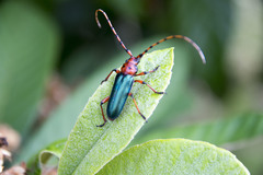 Stenaspis verticalis