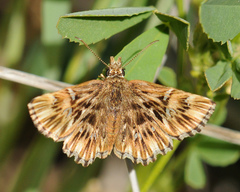 Celotes nessus