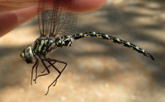 Gomphaeschna furcillata