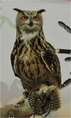 Bubo