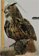 Bubo