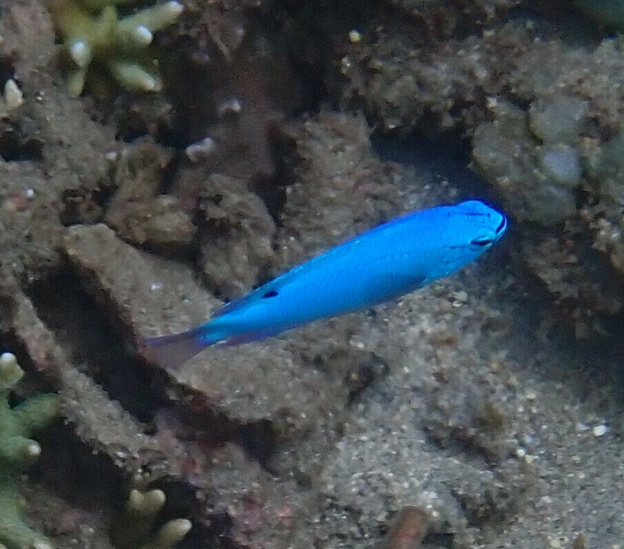 Blue Damsel-fish