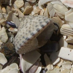 Coelotrochus tiaratus