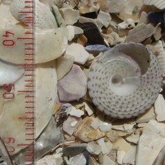 Coelotrochus tiaratus