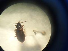 Anaedus
