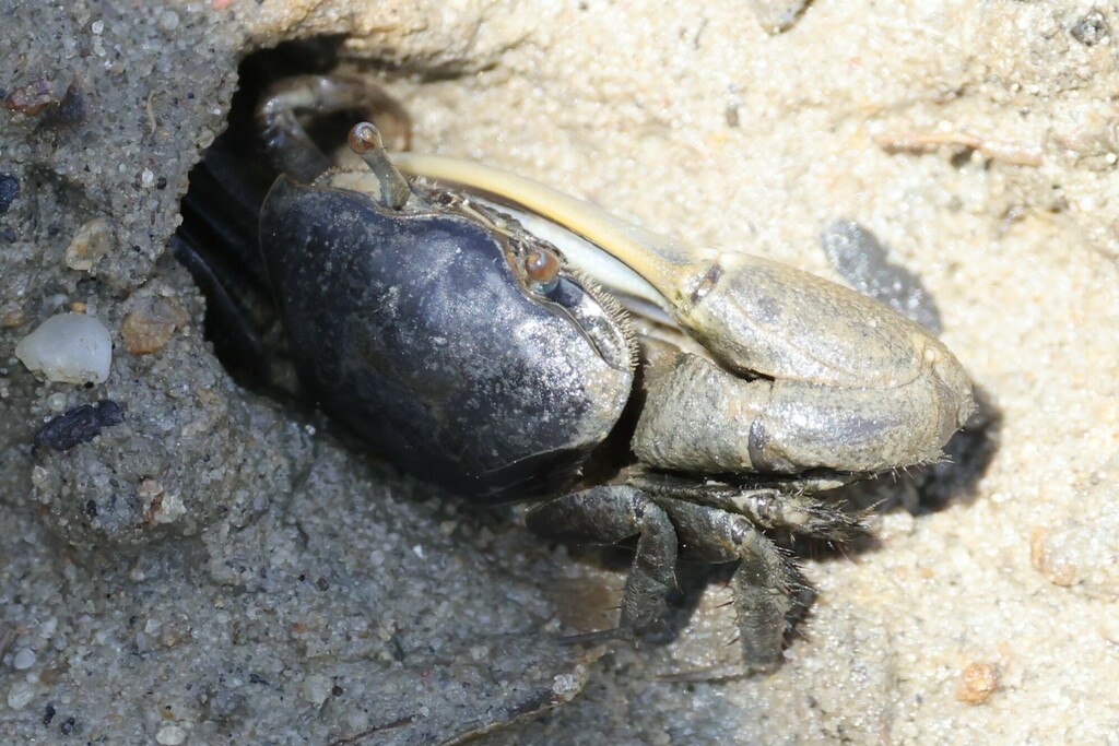 Photo of a Mud Fiddler Crab