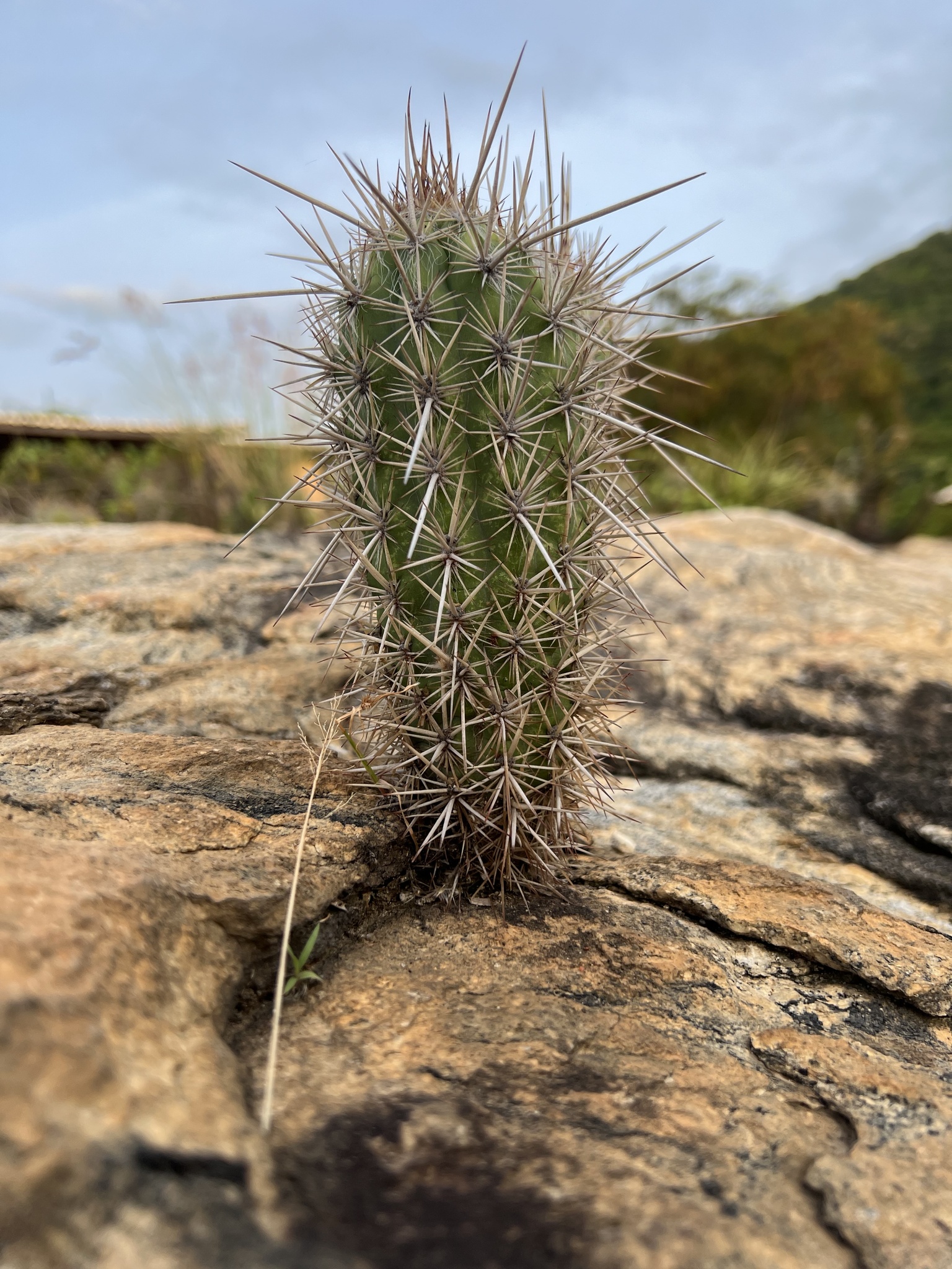 Xiquexique gounellei