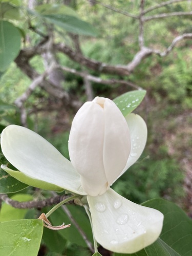 Magnolia virginiana