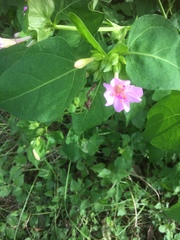 Mirabilis latifolia