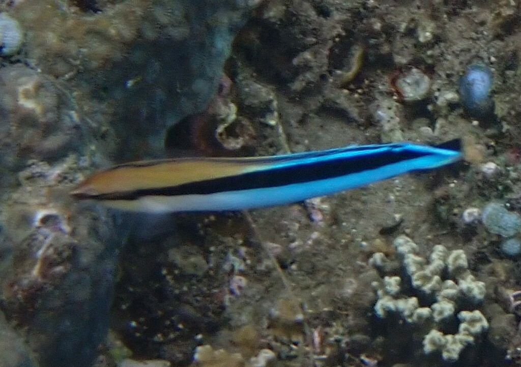 Mimic blenny