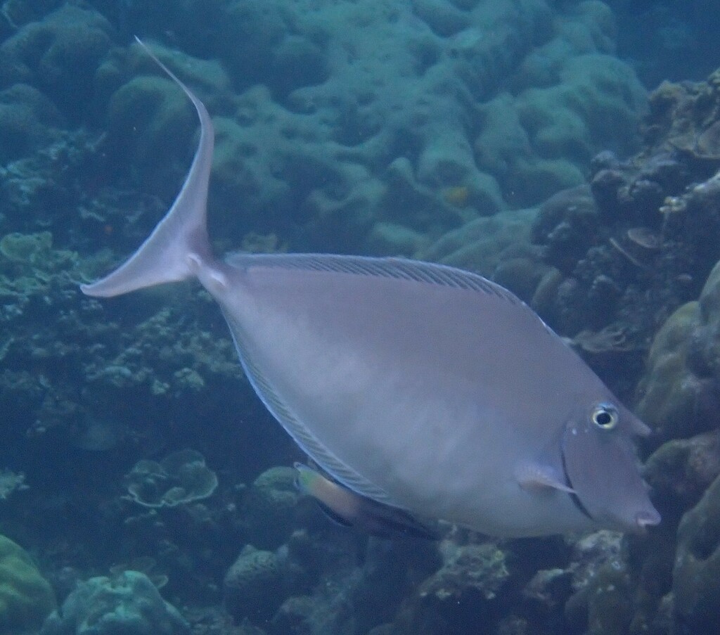 Humpback Unicornfish